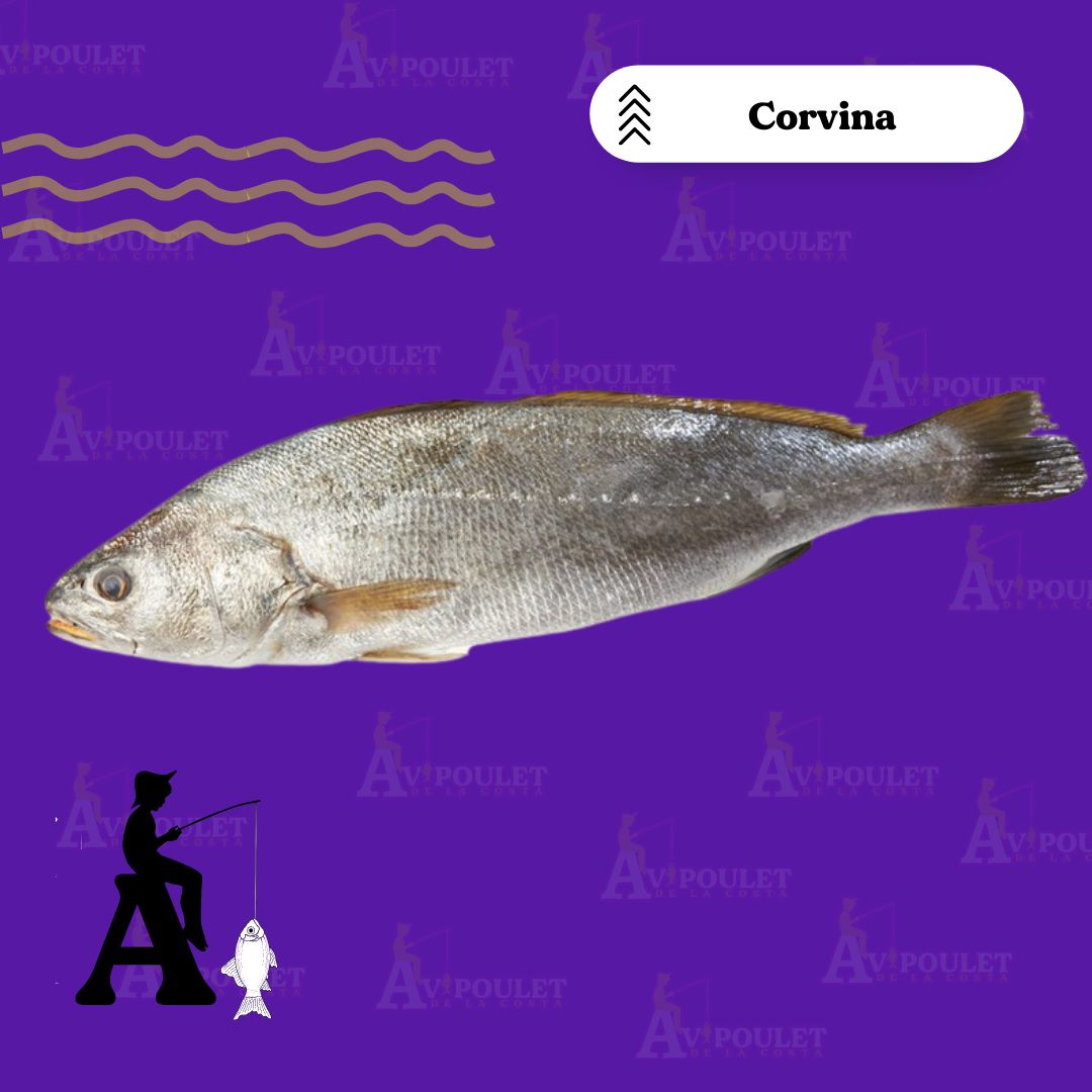 CORVINA